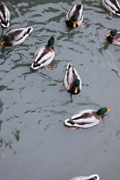 Lago com patos no winter park