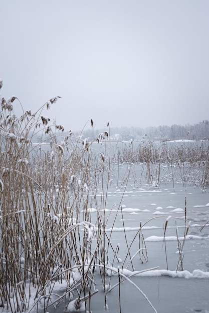 lago congelado en el bosque de invierno con hierba de nieve