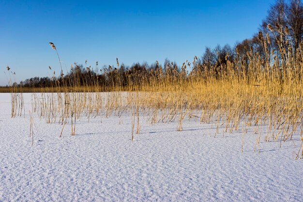 Lago congelado e juncos secos manhã gelada no inverno contra o sol