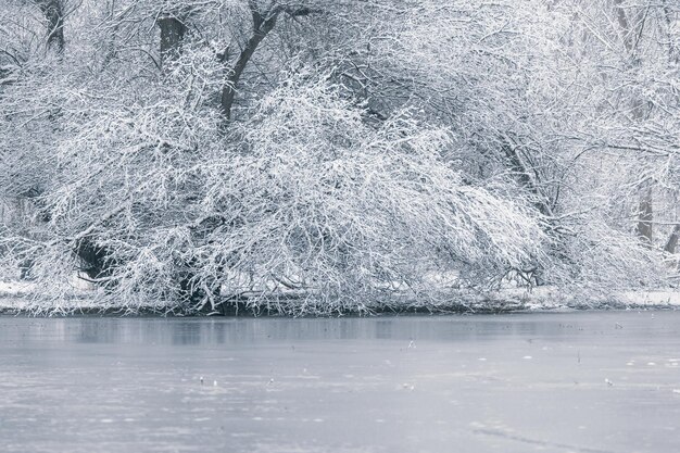 Lago congelado en invierno, escena del lago de invierno