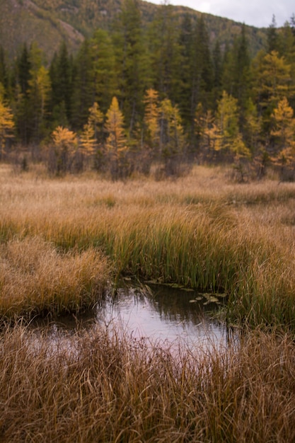 Un lago cubierto de juncos. Vista de una caña larga en condiciones naturales en el lago.