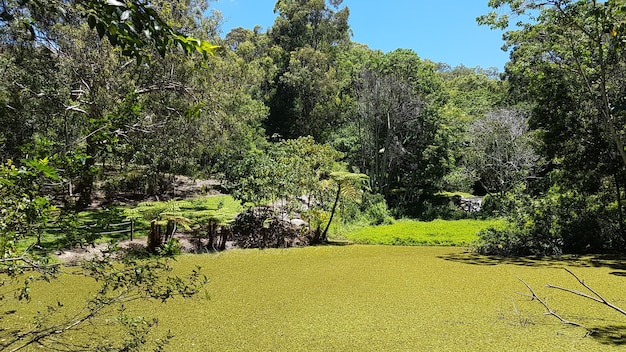 Foto lago cubierto de verde