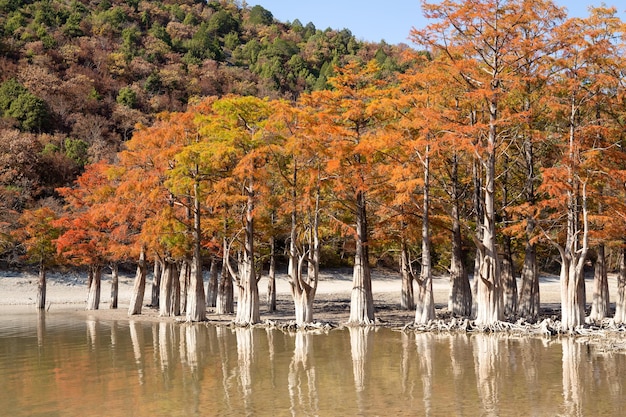 Foto lago cypress en succo atracciones anapa