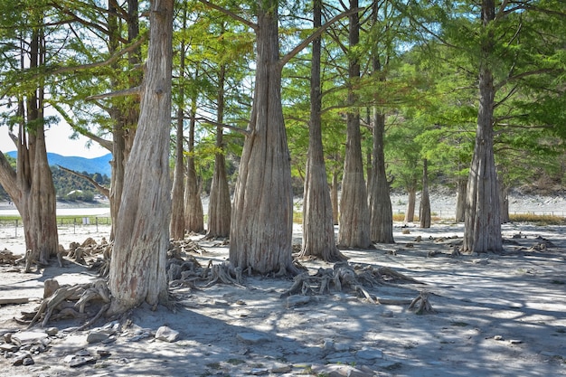 Lago Cypress en Sukko. Atractivos de Anapa. Lago Verde. La naturaleza de Rusia. Un lago seco. cipreses en un lago seco. Cambio de clima.