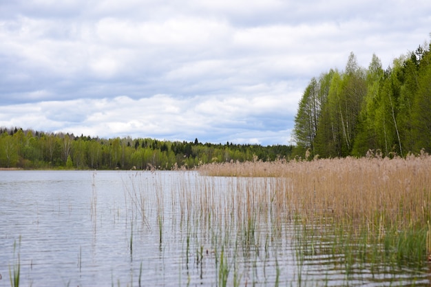 Lago da floresta coberto de grama de junco