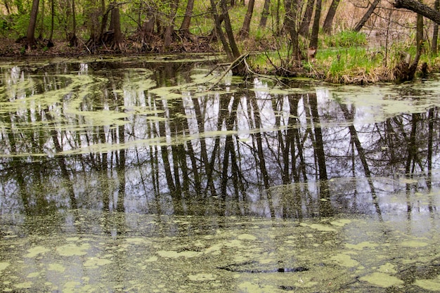 Lago da floresta com algas verdes na superfície da água