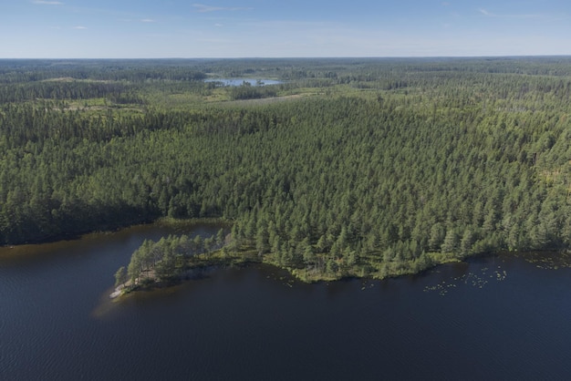 Lago da floresta Árvores coníferas Vista aérea