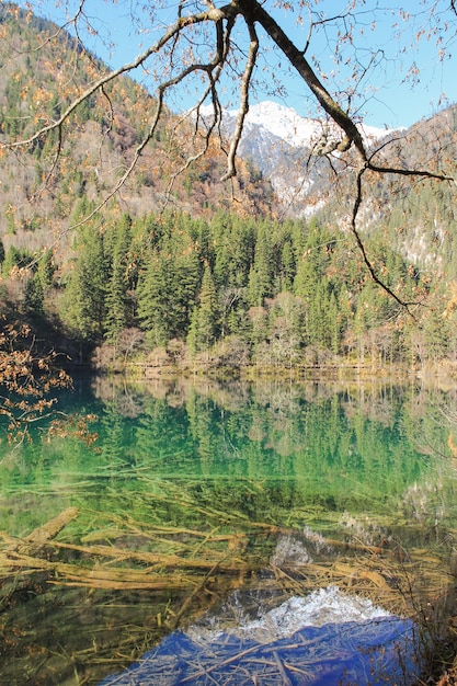 Lago de água turquesa transparente com árvores submersas no parque nacional jiuzhaigou e montanha nevada