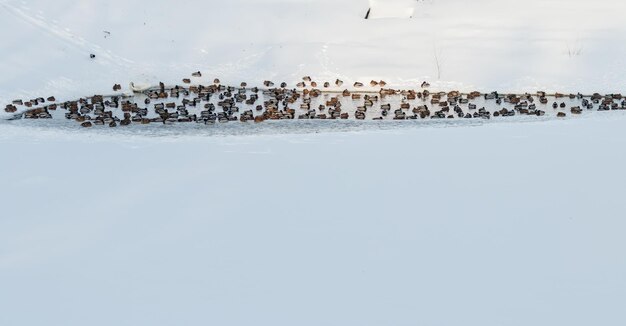 Lago de inverno com patos por cisnes na neve