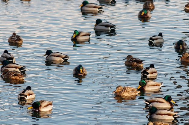 Lago de inverno com patos por cisnes na neve