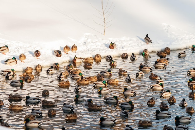 Lago de inverno com patos por cisnes na neve