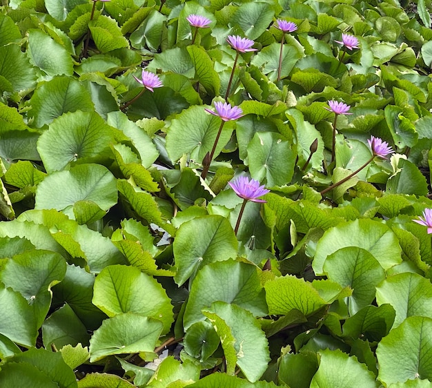 Lago de lírios lírios roxos Lago de lírios roxo lírios lírios lírios