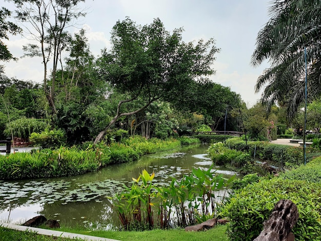 Lago de lótus no jardim