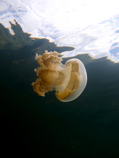 Lago de medusas. Vida selvagem de Palau.