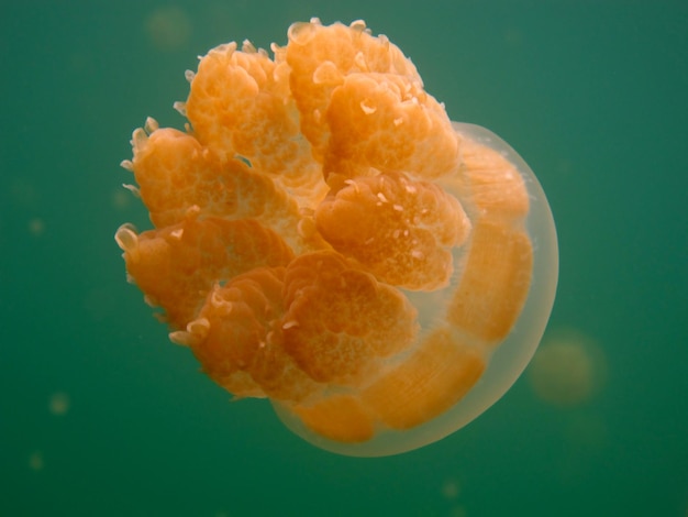 Lago de medusas. Vida selvagem de Palau.