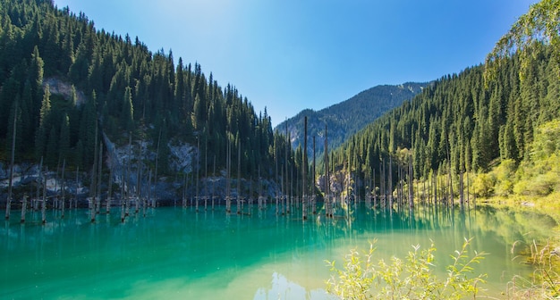 lago de montanha único de Kaindy no Cazaquistão com uma floresta submersa