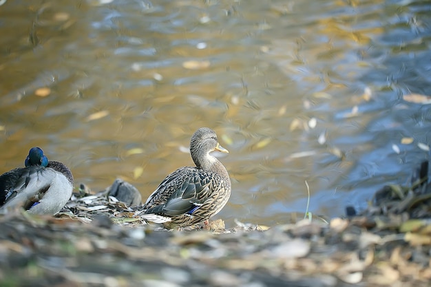 lago de parque de outono de pato/pássaro à beira do lago no parque, ave migratória de pato-real