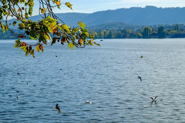 Lago de Zurique à tarde