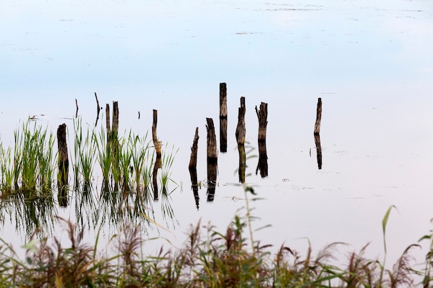 Un lago con diferentes plantas.