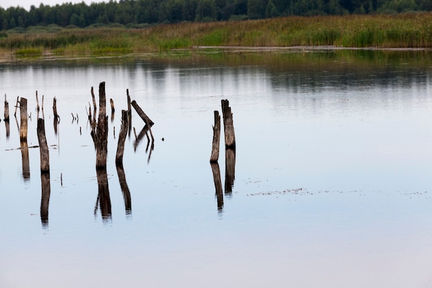 Un lago con diferentes plantas.