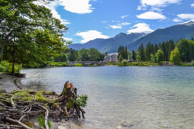 Lago e costa da montanha com tocos e raizes sinuosas interessantes.