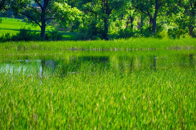 Lago e prados verdes perto da água em um dia ensolarado.