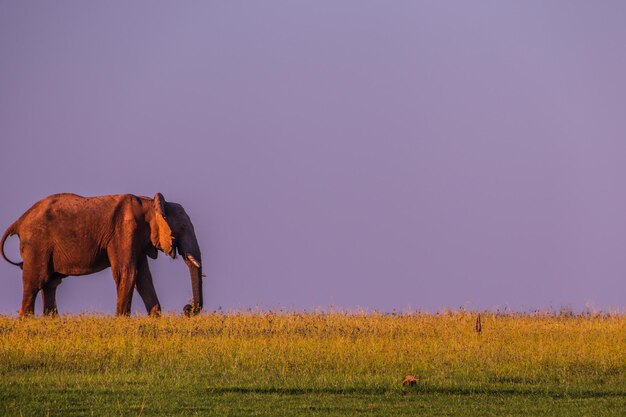 Foto el lago del elefante kariba