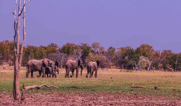 Foto el lago de los elefantes kariba