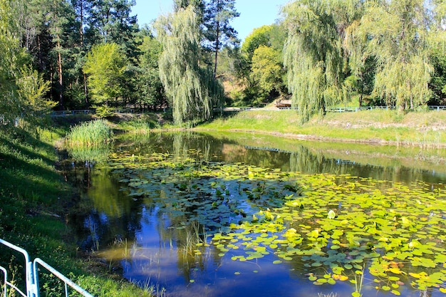 Lago em um parque