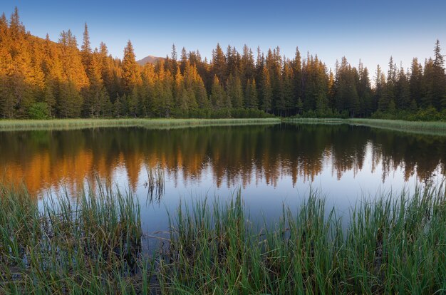 Lago em uma floresta de montanha. Cárpatos