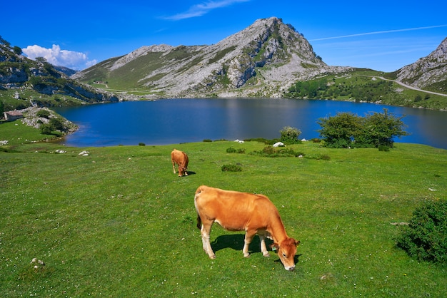 Lago Enol en los Picos de Europa en Asturias España