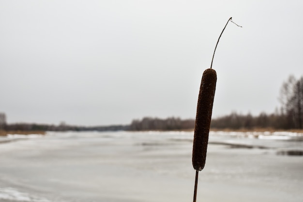 El lago está cubierto de hielo en invierno.