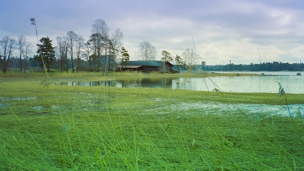 Lago finlandês com bétulas