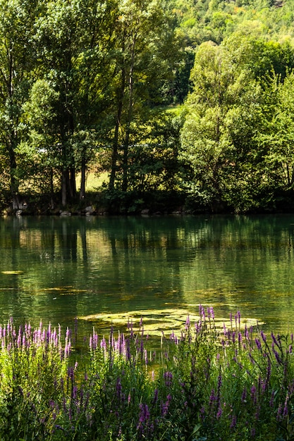 Lago con flores y algunos arboles