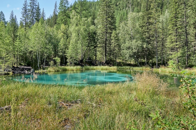 Lago de géiser azul de montaña en el bosque. Altai