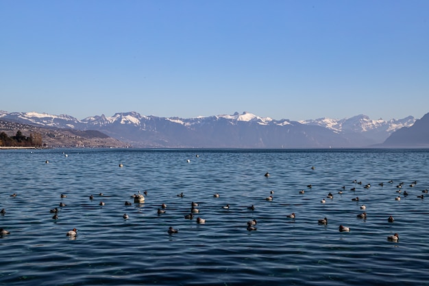 El lago de Ginebra y los Alpes vistos desde Lausana, Suiza