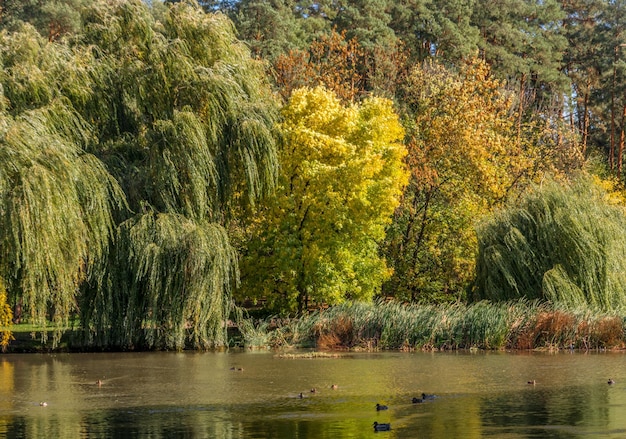 en un lago Hermosa naturaleza. colores de otoño. relajación