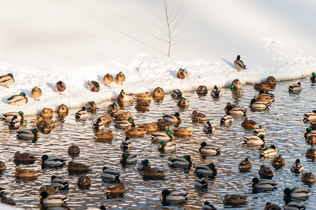 Lago de invierno con patos por cisnes en la nieve.