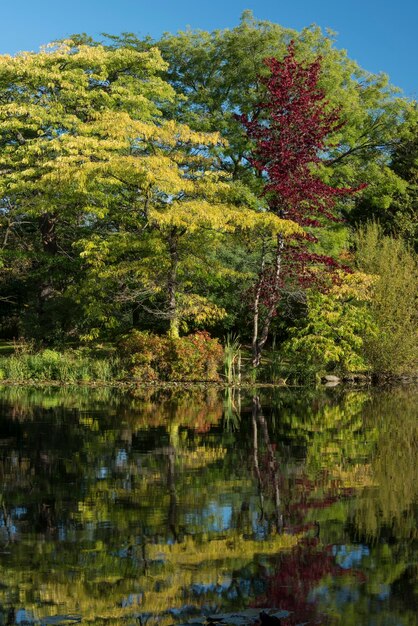 El lago en los Jardines Botánicos de Copenhague, Dinamarca