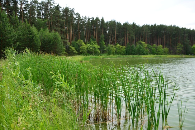 lago con juncos y hierba verde en el bosque de pinos