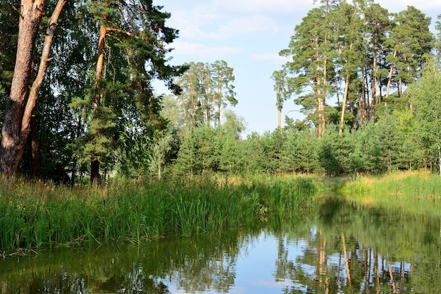 Foto un lago con juncos verdes reflejos y pinos en el fondo