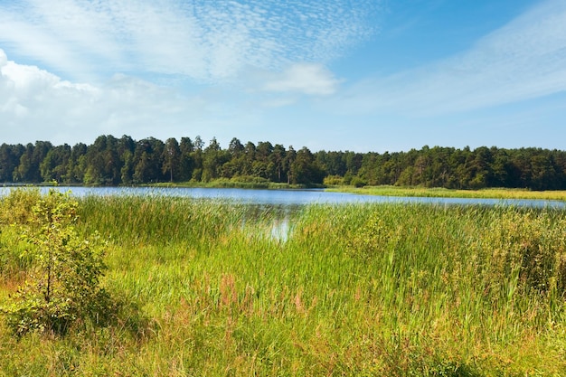 Lago juncoso de verano