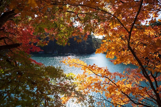 Un lago con un lago azul y un árbol con hojas de naranja.