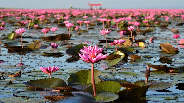 Foto un lago lleno de agua rosa lilly