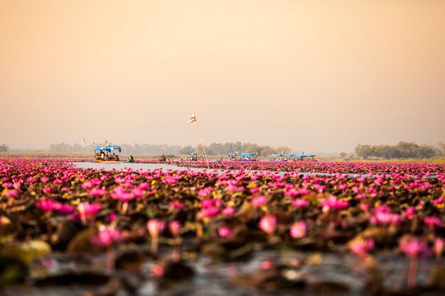 Lago de loto rosa