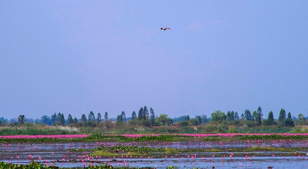 lago de loto