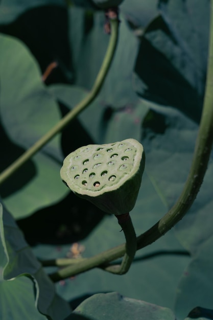 Lago de Lotus