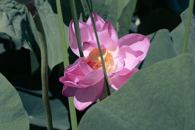 Lago de Lotus