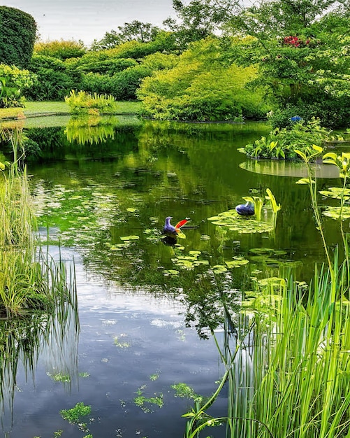 Lago mágico jardim lagoas vegetação flores água árvores paisagem