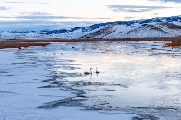 Foto lago de la mañana en el paisaje invernal en el elk refuge park, wyoming